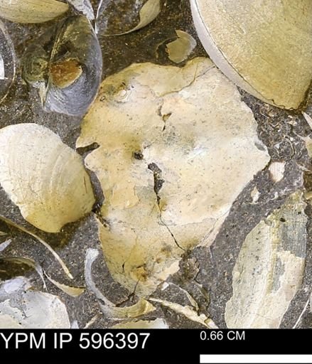 Hoploscaphites sp.