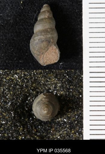 Goniobasis ortmanni