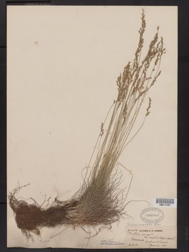 Festuca capillata