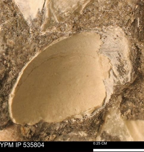 Limopsis striatopunctatus