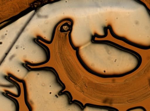 Ancylostoma caninum