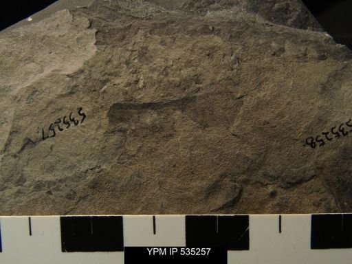 undet. Eurypterida