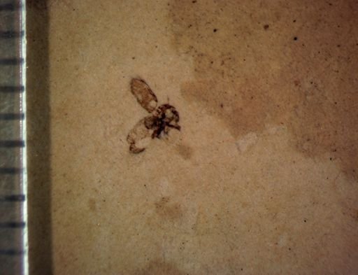 undet. Curculionidae