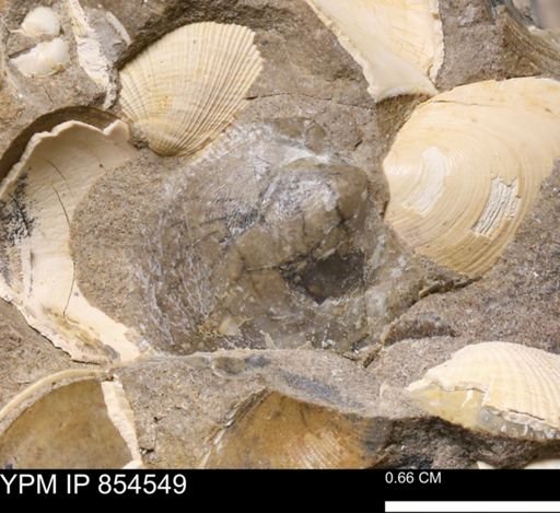 Phelopteria linguaeformis?