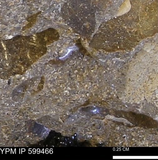 Protocardia subquadrata