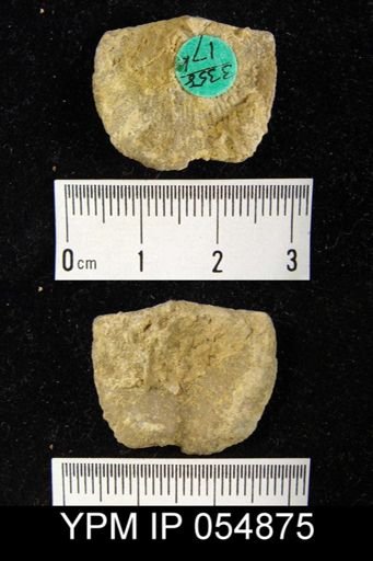 Strophonella reversa