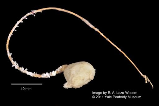 Ascidiacea
