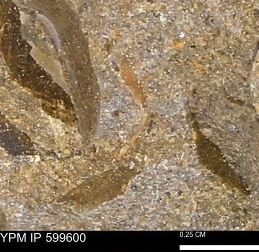 Protocardia subquadrata