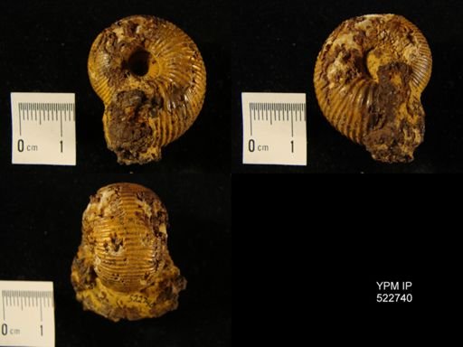 Chondroceras gervillii
