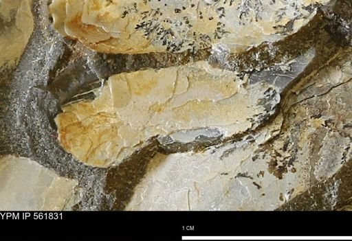 Pseudoptera?