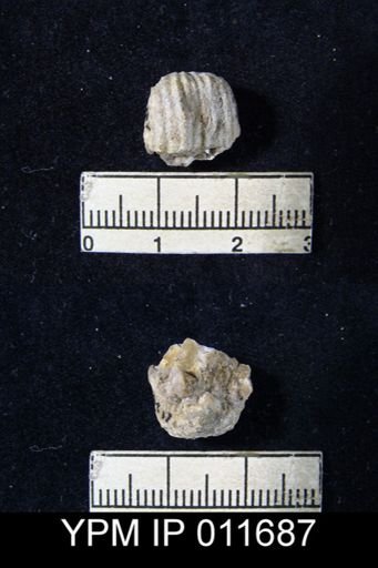 Marginifera manzanica