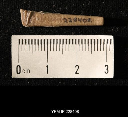 Pseudorthoceras knoxense