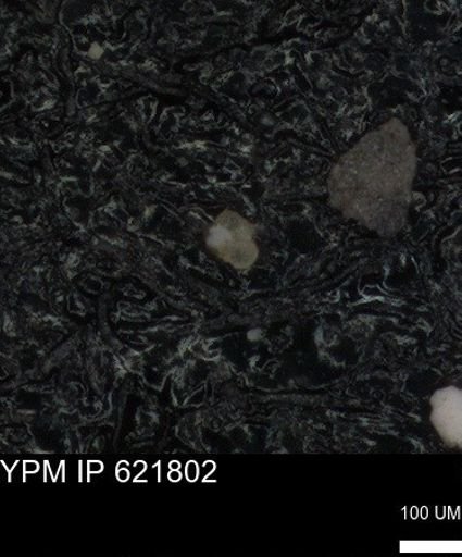 undet. Foraminiferida