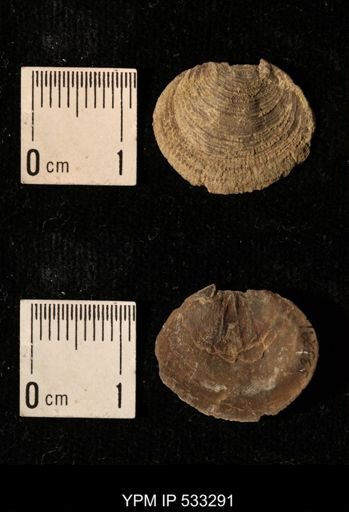 Athyris royssii