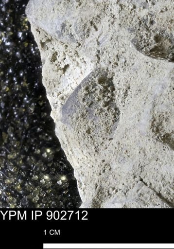 Baculites sp.
