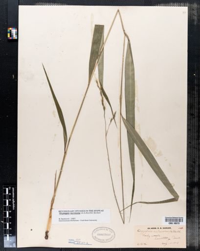 Oryzopsis racemosa