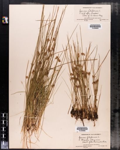 Juncus filiformis