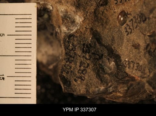 undet. Ostreidae