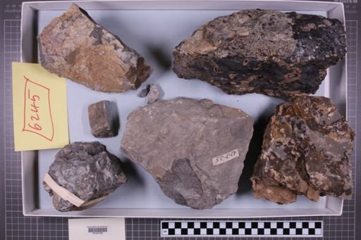 mixed taxa, stratigraphic collection