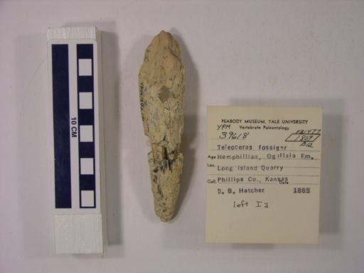Teleoceras fossiger