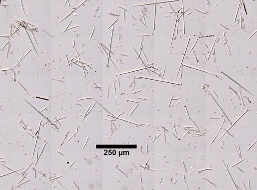 Pione vastifica