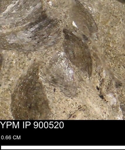 Anomia gryphorhyncha