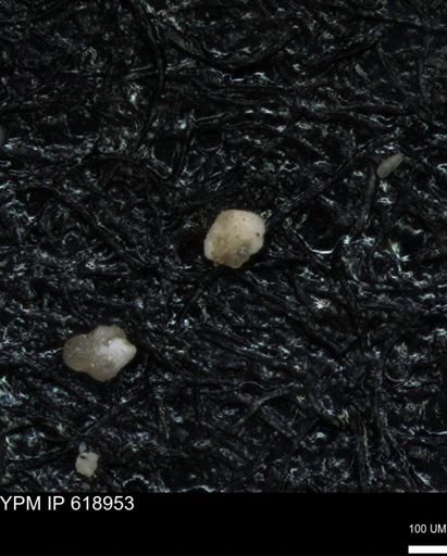 undet. Foraminiferida