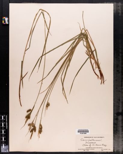 Carex pallescens
