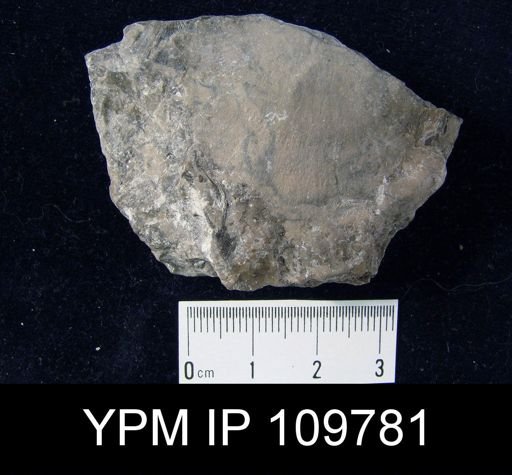 Brachyprion anticostiense