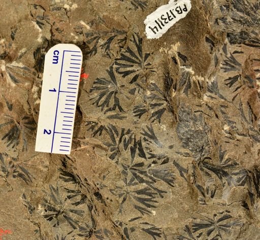 Sphenophyllum sp.