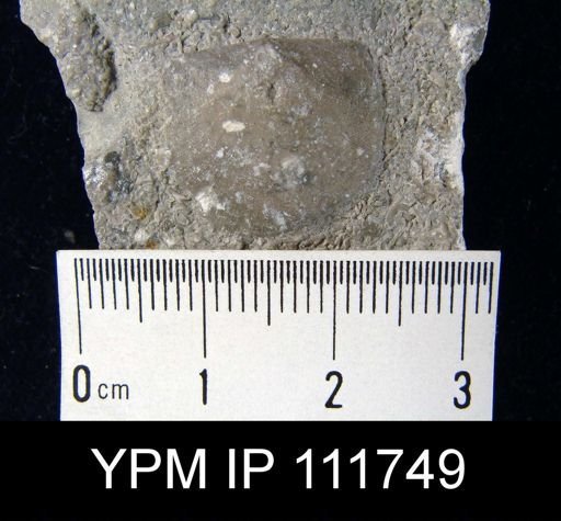 Brachyprion anticostiense