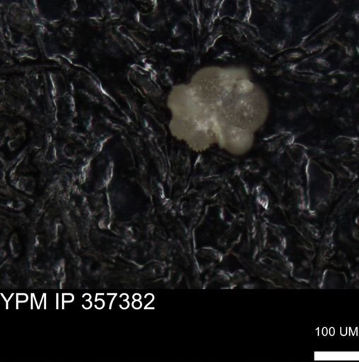undet. Foraminiferida