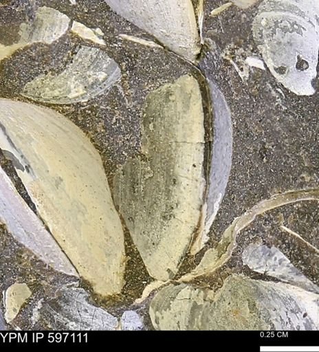 Limopsis striatopunctatus
