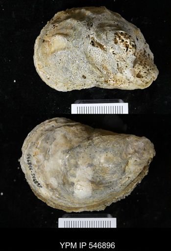 Ostrea virginiana