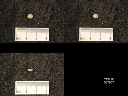 Zygospira modesta