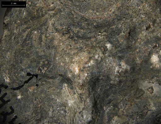 Aplocoma damesii