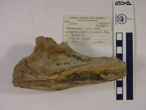 Arsinoitherium sp.