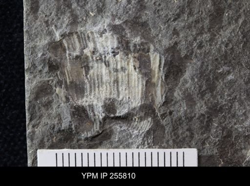 Linoproductus sp.