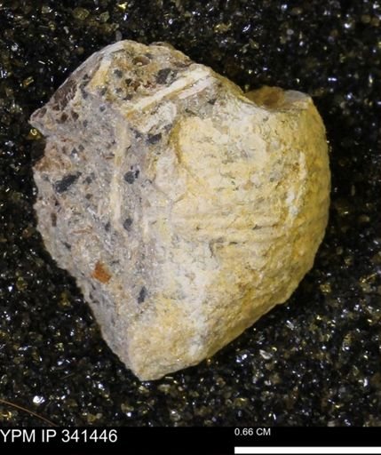 Scaphites sp.