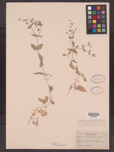 Myosoton aquaticum