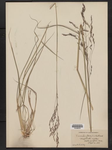 Tridens flavus