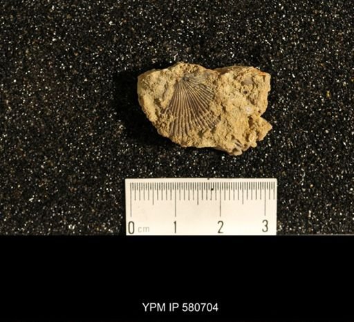 Glyptorthis bellarugosa
