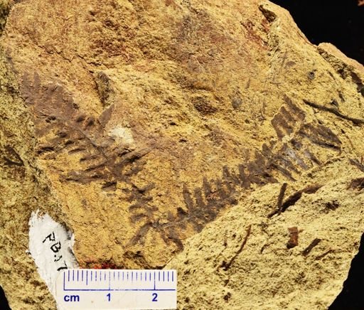 Microphyllopteris gieseckiana