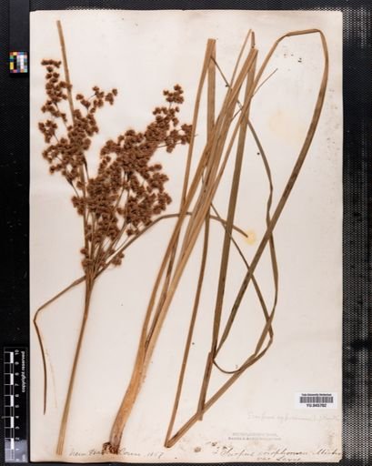 Scirpus cyperinus
