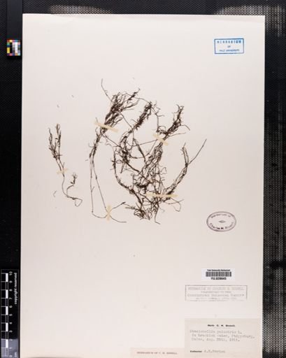 Zannichellia palustris