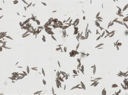 Nicella