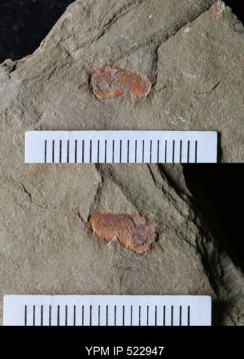 undet. Nautiloidea