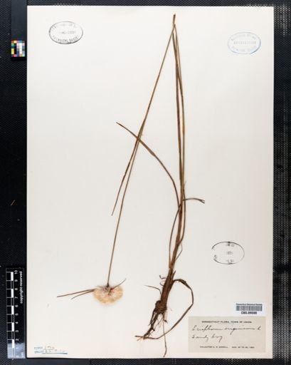 Eriophorum virginicum