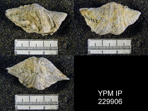 Neospirifer dunbari