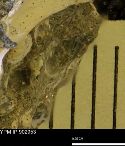 undet. Bivalvia